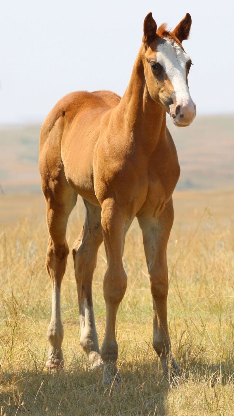 048 - Flit Miss Firewater colt